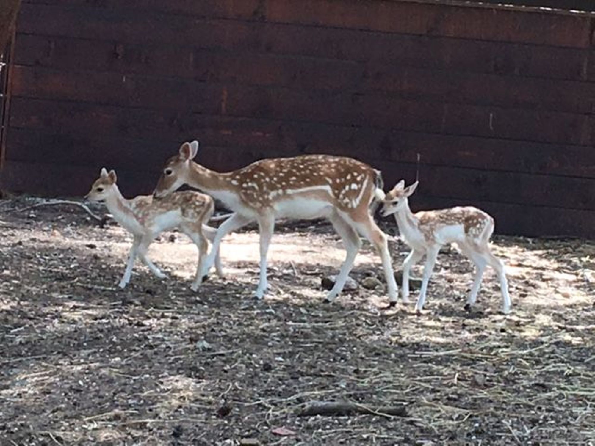 Naissances de petits faons en juin 2016 et 2019