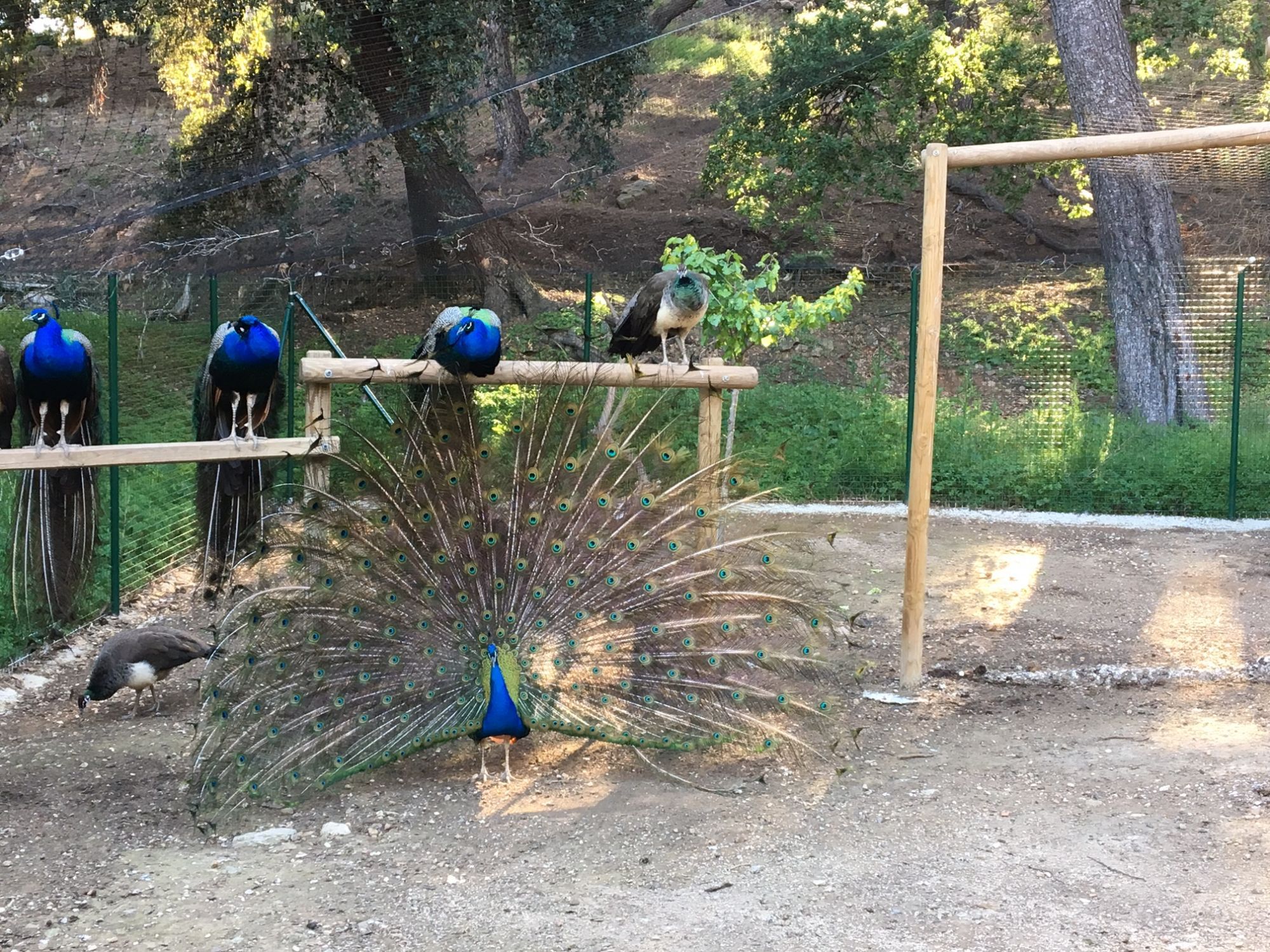 Le paon fait la roue en avril 2017
