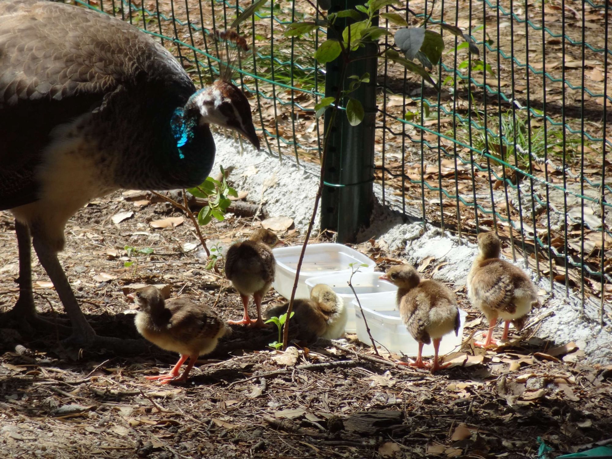 Naissance de petits paons en juin 2015